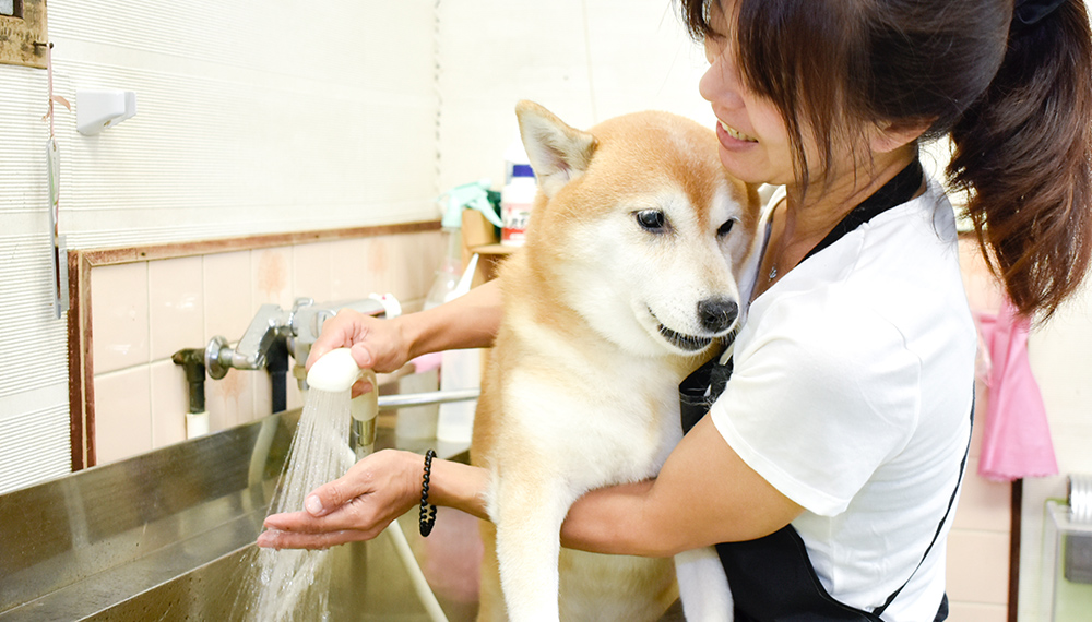 ワンちゃんに話しかけながらトリミングします