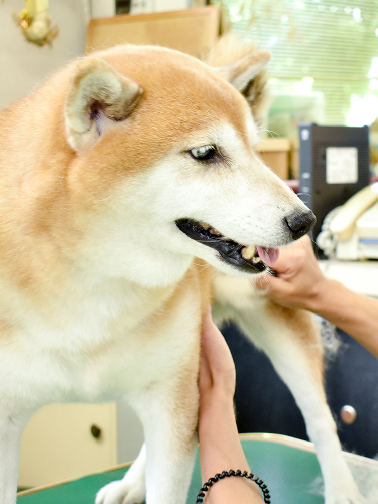 ドッグハウス ロン 京都府宇治市のアットホームなワンちゃんの美容室